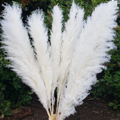 Natural Dried Pampas Grass Stems