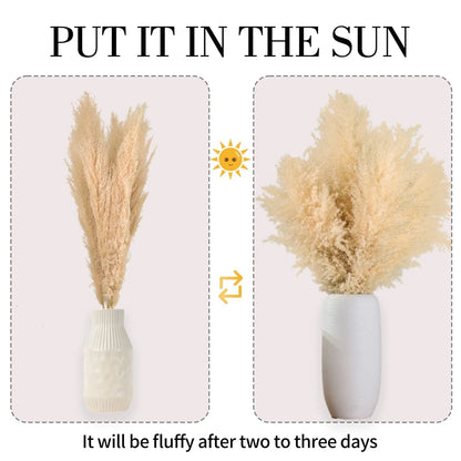 Natural Dried Pampas Grass Stems